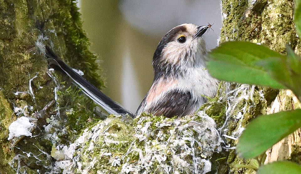 Huge job for these 7-9 g and 6 cm, tail excluded, small birds that in only 15-20 days, piecemeal, must merge them, using sticky webs and as glue, like in this photo, insects chrysalises, cottony flaks, mosses and lichens to create a flexible, soft structure well anchored to the support © Gianfranco Colombo