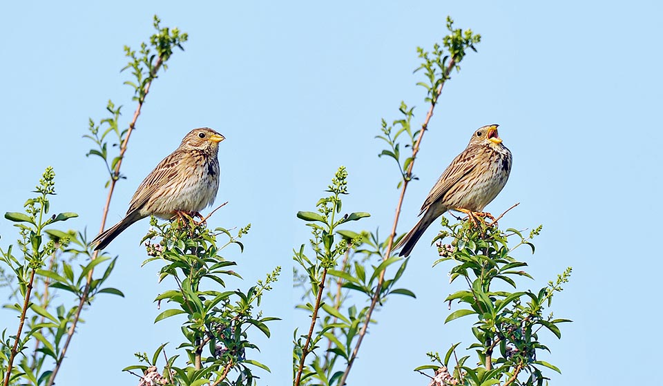 More then singing, the bunting male shrieks. Very territorial bird and polygamous at same time, spends most of the day in lookout on top of its choice shrub. Careful controls the territory, is heard but is ready for furious pursuits of the birds daring to enter its pastures or disturb the females and the nests © Gianfranco Colombo