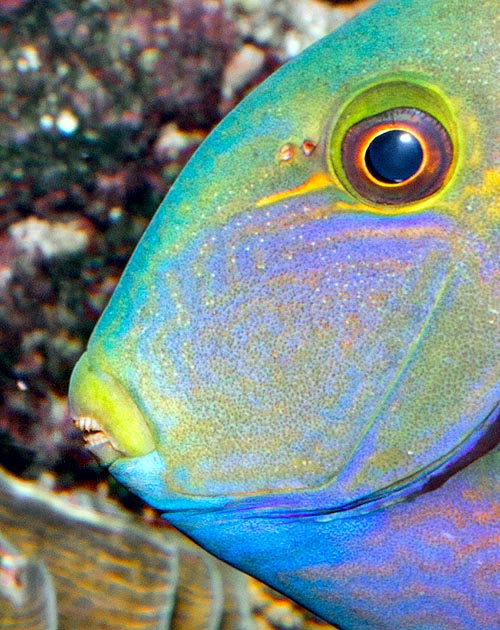 Acanthurus fowleri, Cirujano de Fowler, Cirujano de herradura azul, Acanthuridae