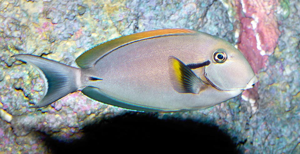 Acanthurus nigricauda, Acanthuridae, Chirurgien à queue blanche, Chirurgien à virgule noire