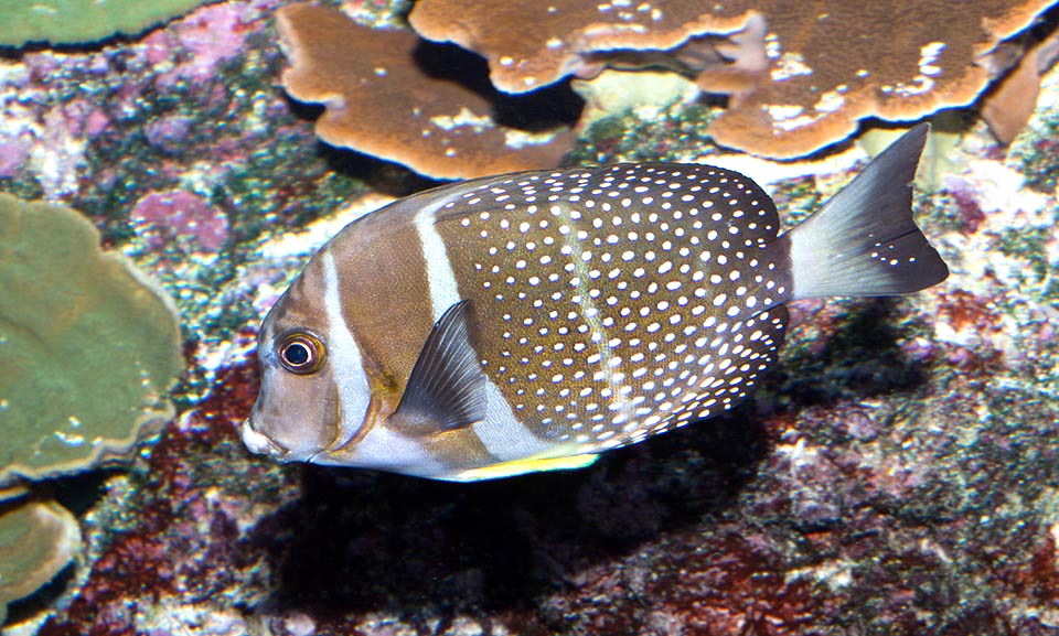 Acanthurus guttatus, Pesce chirurgo a macchie, Acanthuridae