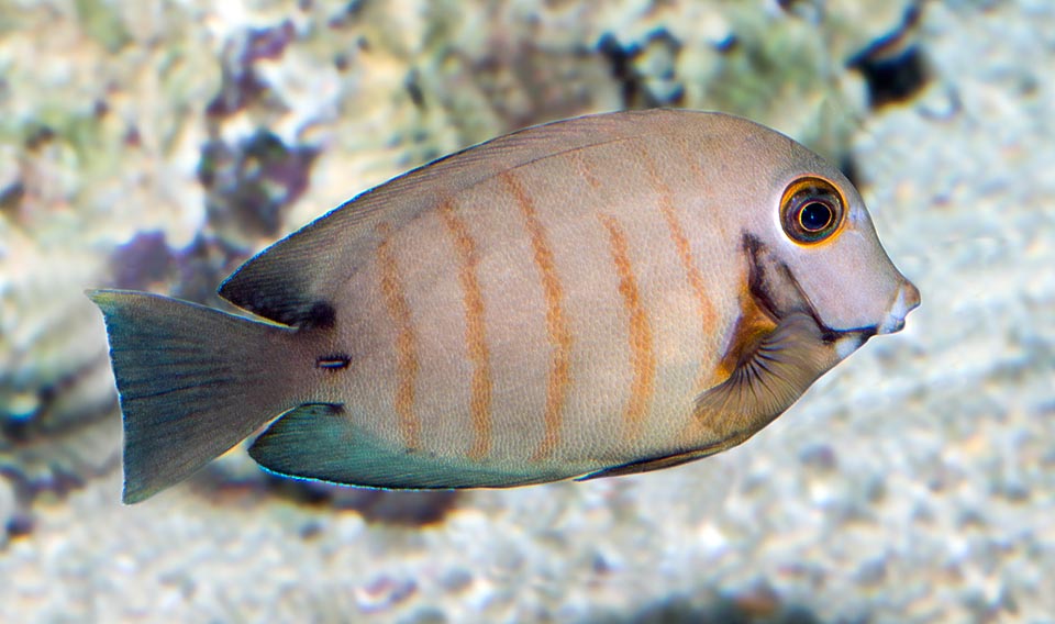 Acanthurus tristis, Acanthuridae, Cirujano imitador del Índico, Cirujano triste