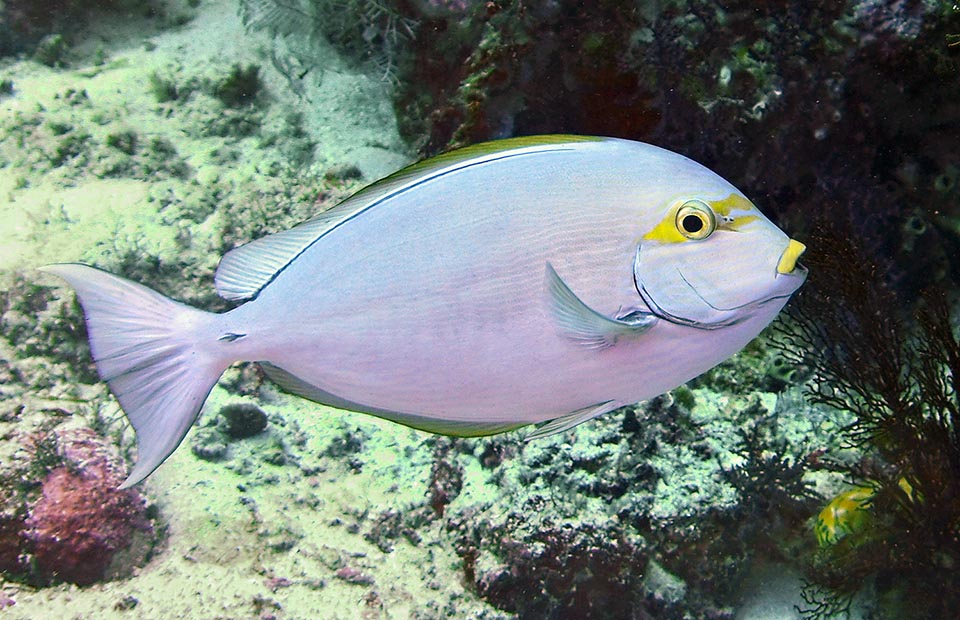 The horizontal arabesque at times disappears almost completely as in this pink version. It eats zooplankton, but also small benthic invertebrates, vegetables and debris 