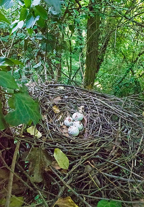 Nest in the wood. Shy and reserved, it chooses shady, isolated and inaccessible corners © Gianfranco Colombo