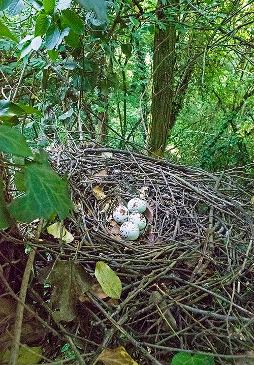 Nid dans un bois. Farouche, il choisit des coins ombragés, isolés et peu accessibles © Gianfranco Colombo