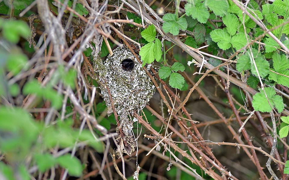 Ici le nid typique parmi les ronces : une structure en œuf, d’environ 20 cm de haut et 12 de large, au trou petit et étroit situé latéralement sur la partie supérieure © Gianfranco Colombo