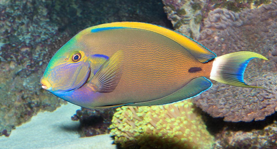 Acanthurus fowleri, Fowler's surgeonfish, Black-spot surgeonfish, Acanthuridae