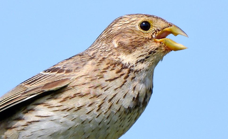 Tipically granivorous has a grinding seeds beak robust and compact, with a very marked tooth on the edge of the mandible and a very hard outgrowth on the palate © Gianfranco Colombo