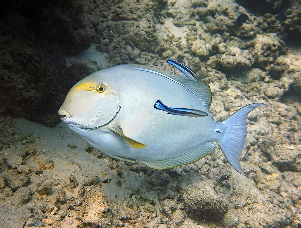 Questo è quasi bianco, rilassato, mentre due labridi pulitori lo liberano dai parassiti della pelle. Acanthurus mata si riproduce di notte, in gruppo, e può vivere oltre 20 anni 