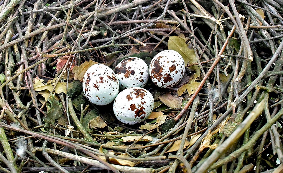 Puede contener de 3 a 6 huevos azulados fuertemente manchados en el centro, en la parte ancha, de marrón rojizo © Gianfranco Colombo