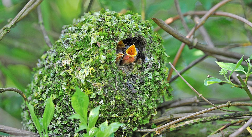 Chiks begging for food. 8-12 eggs are laid, one per day, and the female broods for about two weeks © Gianfranco Colombo