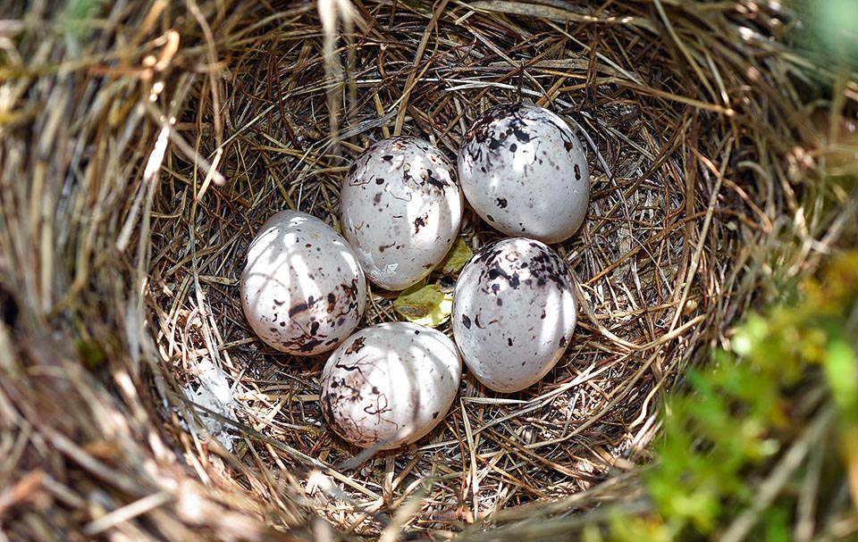 Il piccolo nido, estremamente mimetico, è intrecciato quasi sempre al suolo dalla femmina. Contiene 4-5 uova, decisamente grandi rispetto alla taglia dell’uccello © Gianfranco Colombo