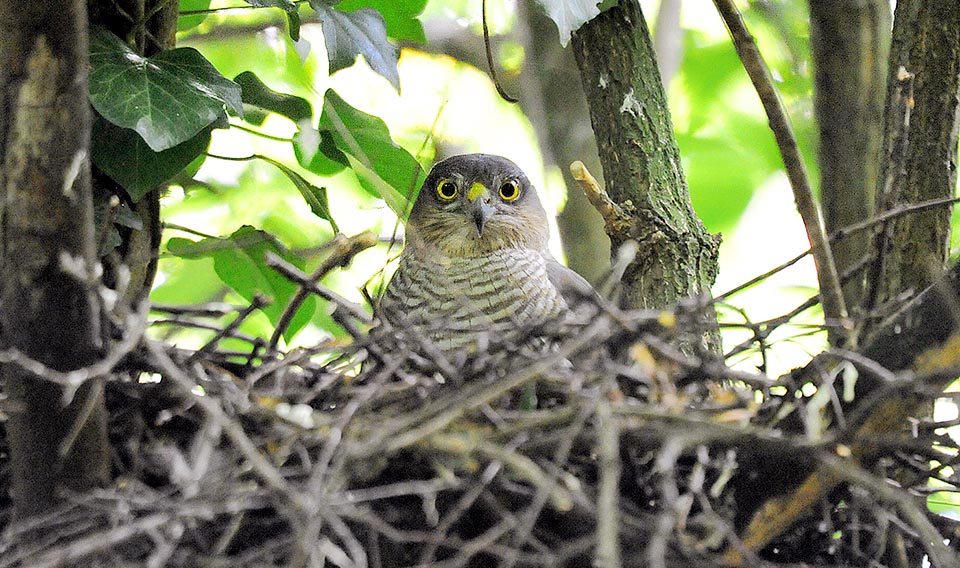 Hembra incubando: son de 30 a 35 días con la hembra bien camuflada y el macho de centinela en los alrededores, lanzando gritos de alarma tan pronto ve intrusos © Gianfranco Colombo