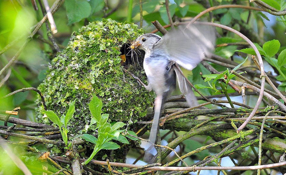 Parent full of gifts. The basic diet is of small spiders and insects, with relevant eggs and chrysalises, at times completed by seeds and berries in the bad season © Gianfranco Colombo