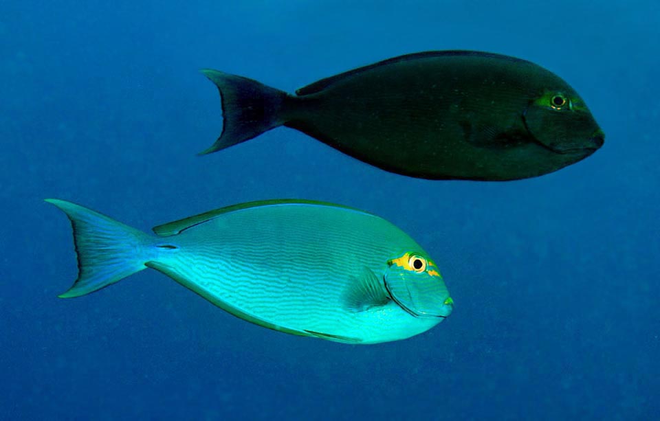 Finalmente, está la librea negra, que ha adoptado emotivamente el pez de arriba. Es la que se usa de noche para descansar invisible en el fondo marino