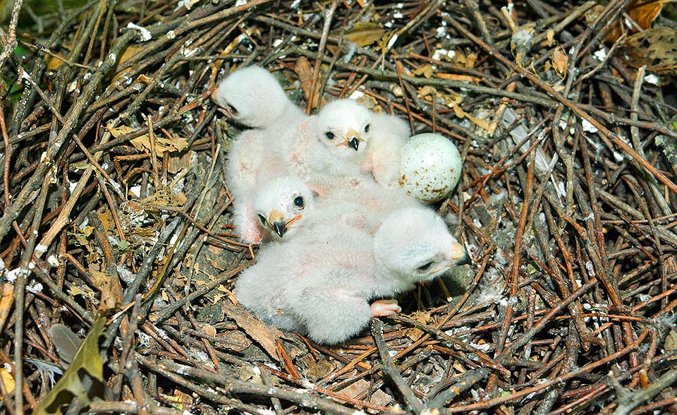The chicks are born covered by candid down, that is lost after about two weeks, replaced then gradually by the first young livery © Gianfranco Colombo