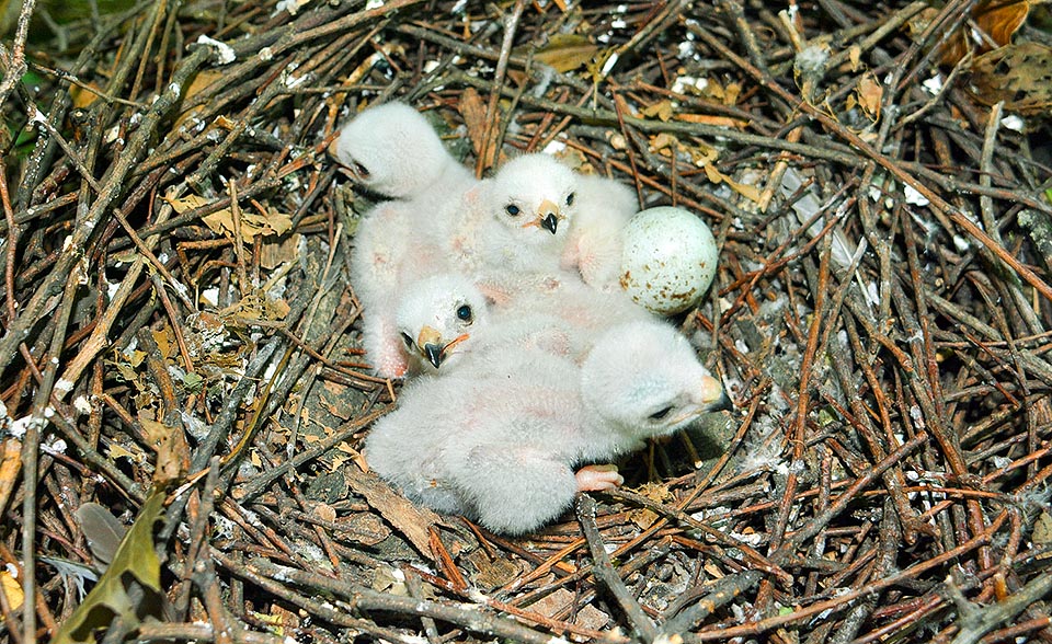 Les petits naissent couverts d’un duvet candide, qu’ils perdent après deux-trois semaines environ, remplacé progressivement par les premières plumes juvéniles © Gianfranco Colombo