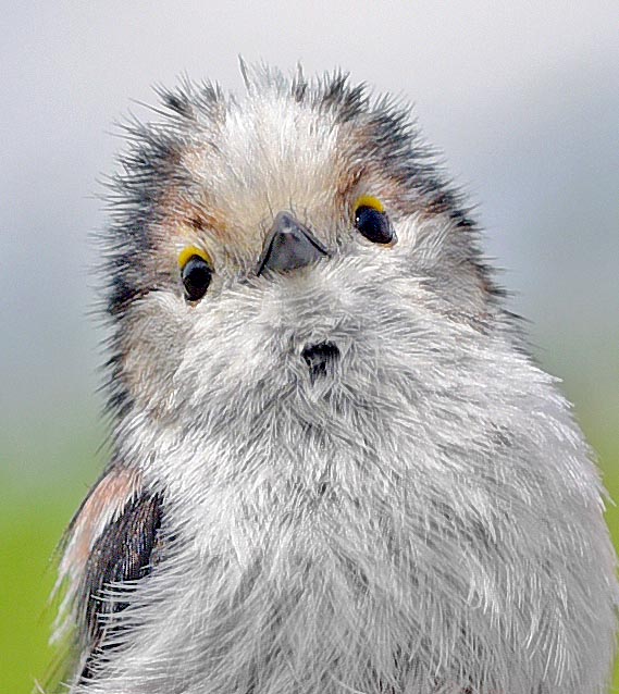 Outre des trilles d’appel pour maintenir le contact avec le groupe, les mésanges à longue queue communiquent très souvent par le regard et des mouvements des plumes © Gianfranco Colombo