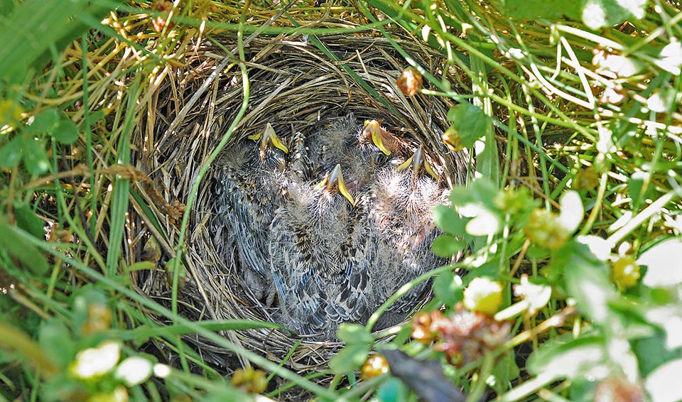 Quatre bouches affamées nourries par les deux parents, qui reviennent au nid avec prudence, empruntant toujours des parcours différents © Gianfranco Colombo