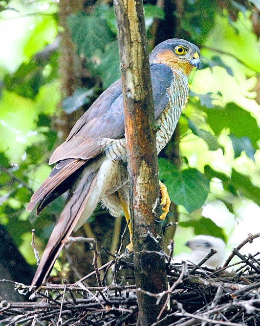 Un macho junto al nido. La garganta es rojiza, en elegante contraste con el color de la cabeza, de los hombros y las alas, que son marrón grisáceos con reflejos azulados © G. Colombo