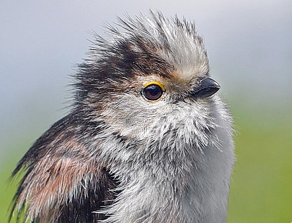 Quand elle est nerveuse, elle dresse les plumes de la tête comme la mésange charbonnière © G. Colombo