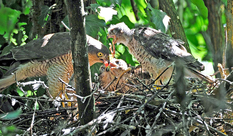 Es la hembra la que alimenta a los pequeños en el nido mientras que el macho captura las presas, que entrega a la hembra meticulosamente desplumadas listas para su consumo. Si esta muere accidentalmente, también mueren de hambre los pollos ya que el padre continúa trayendo alimento pero no está programado para alimentarlos © Gianfranco Colombo