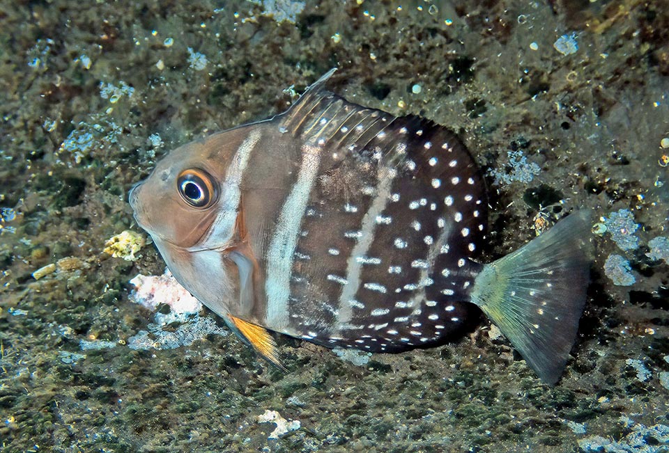 Acanthurus guttatus Monaco Nature Encyclopedia
