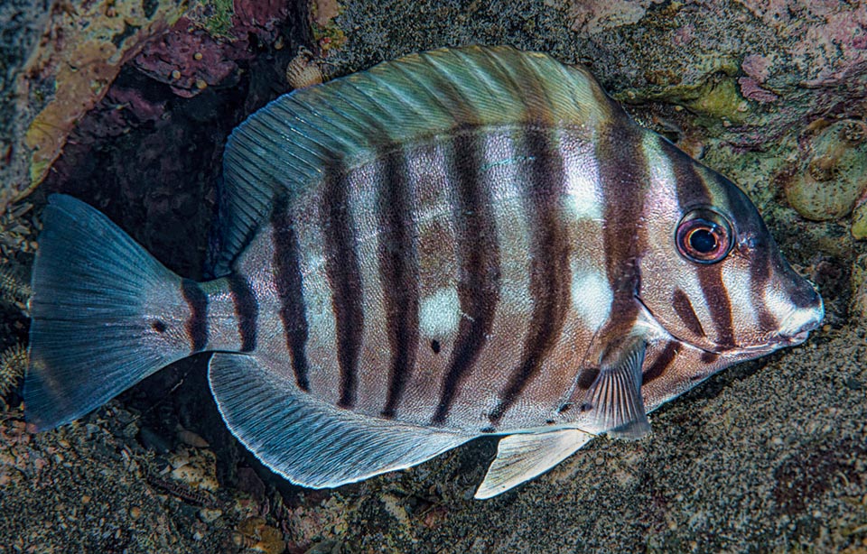 La livrea zebrata, mimetica durante il giorno nel chiaroscuro dei reef, col buio non lo è più, ed il bianco allora si spegne come documenta questa rara foto notturna 