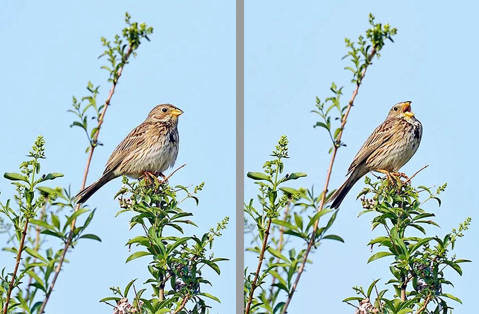 M&aacute;s que cantar, el macho de Emberiza calandra emite gritos. Muy territorial y al mismo tiempo pol&iacute;gamo, pasa gran parte del d&iacute;a vigilando desde la cima de su arbusto preferido. Controla atentamente su territorio, se hace o&iacute;r y est&aacute; siempre listo para perseguir a otras aves que invadan su espacio o molesten sus nidos.