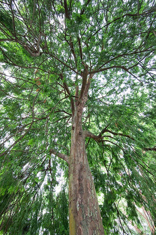 Nativo del sudeste asiático, el Dacrycarpus imbricatus es un siempreverde dioico de hasta 40 m © Giuseppe Mazza