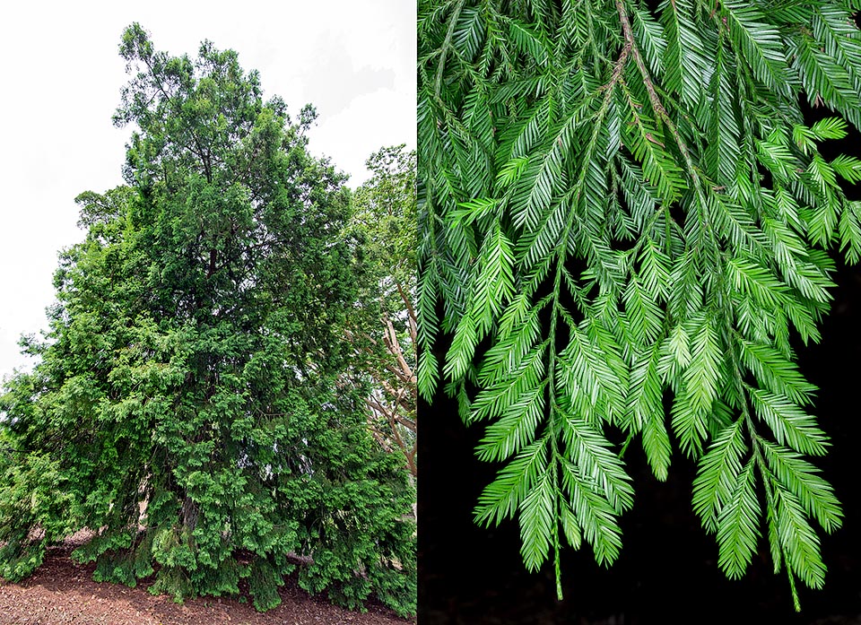 Frecuentemente cultivada como ornamental en parques y jardines tropicales, reviste también una cierta importancia económica por su madera de buena calidad © Giuseppe Mazza