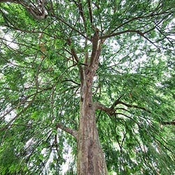 Dacrycarpus imbricatus Monaco Nature Encyclopedia