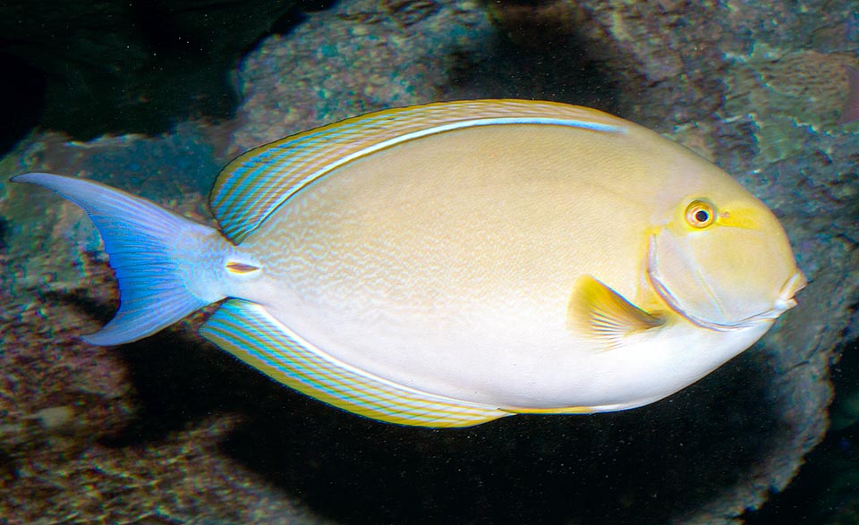 Acanthurus xanthopterus, Pesce chirurgo pinne gialle, Acanthuridae, 