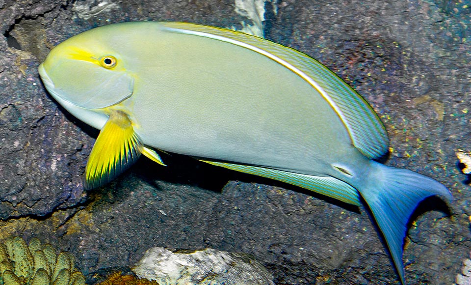 Acanthurus xanthopterus, Pesce chirurgo pinne gialle, Acanthuridae, 