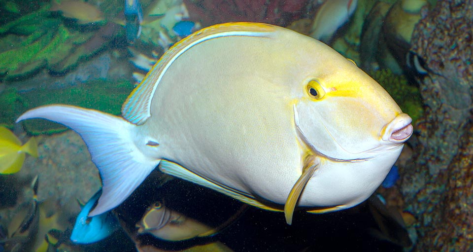 Acanthurus xanthopterus, Cirujano de aletas amarillas, Acanthuridae, 