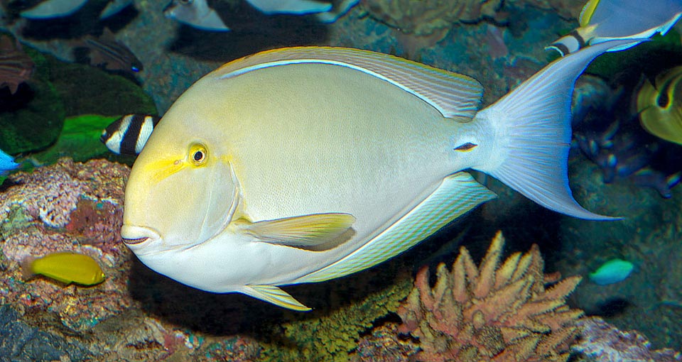 Acanthurus xanthopterus, Pesce chirurgo pinne gialle, Acanthuridae, 