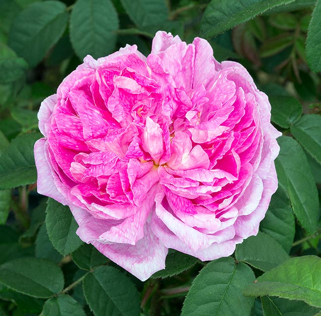 rosa_gloire_des_mousseux.jpg