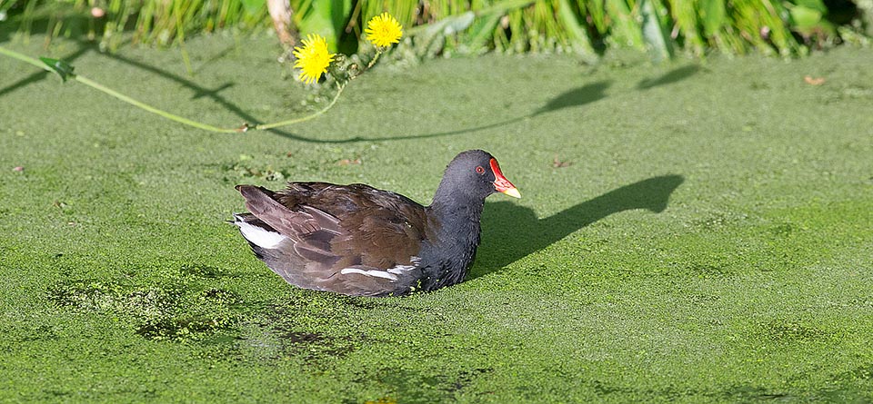 Parente des grues, la Gallinule poule d’eau (Gallinula chloropus) est un des oiseaux les plus répandus, présente dans les zones tempérées et tropicales de tous les continents © Giuseppe Mazza