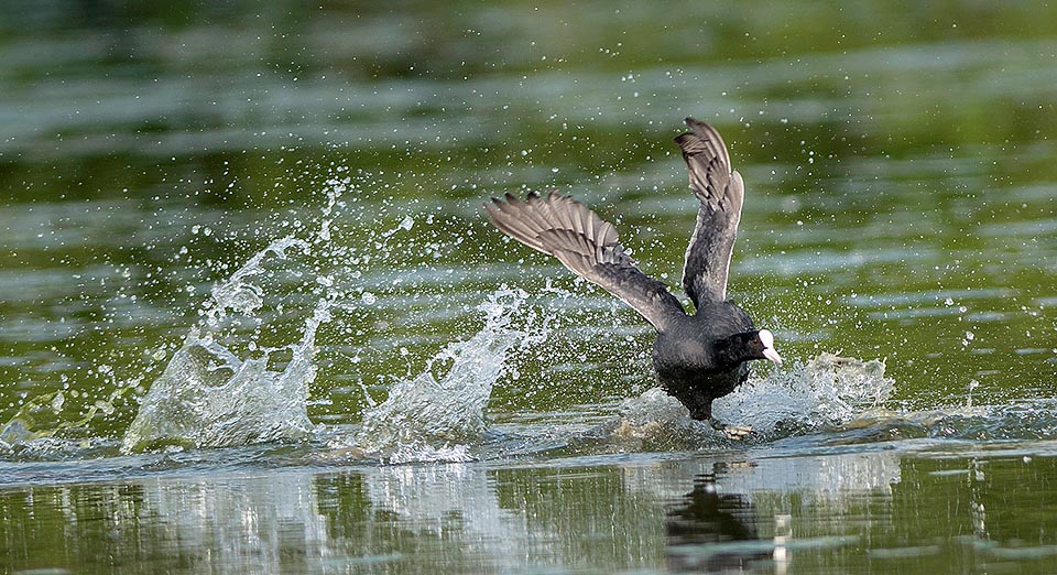 A approaching appalling storm? No, it's only a coot (Fulica atra) entering dramatically the scene. One of its usual ways to frighten the opponents is stomping loudly on the water surface causing many high and fluffy sprays, in whose middle the bird shape gets bigger and make it look a dangerous menace © Gianfranco Colombo