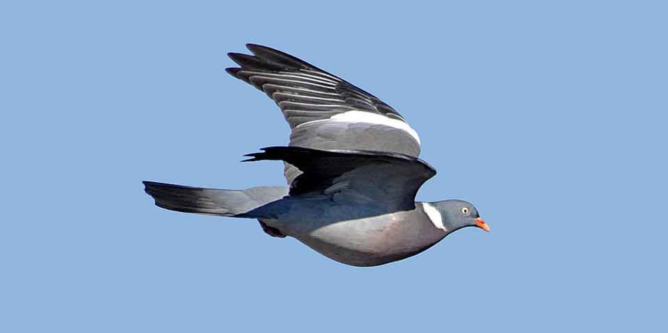 Columba palumbus, colombaccio, palombo, Columbidae