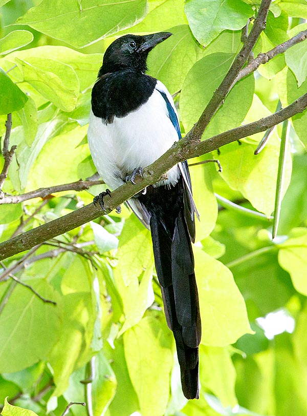 The Eurasian magpie or Magpie (Pica Pica) has a very vast range covering all Europe, continental and temperate Asia to occupy Kamchatka and the far Siberian Pacific shores, the warm shores of north-western Mediterranean Africa and western Canada up to Alaska © Giuseppe Mazza