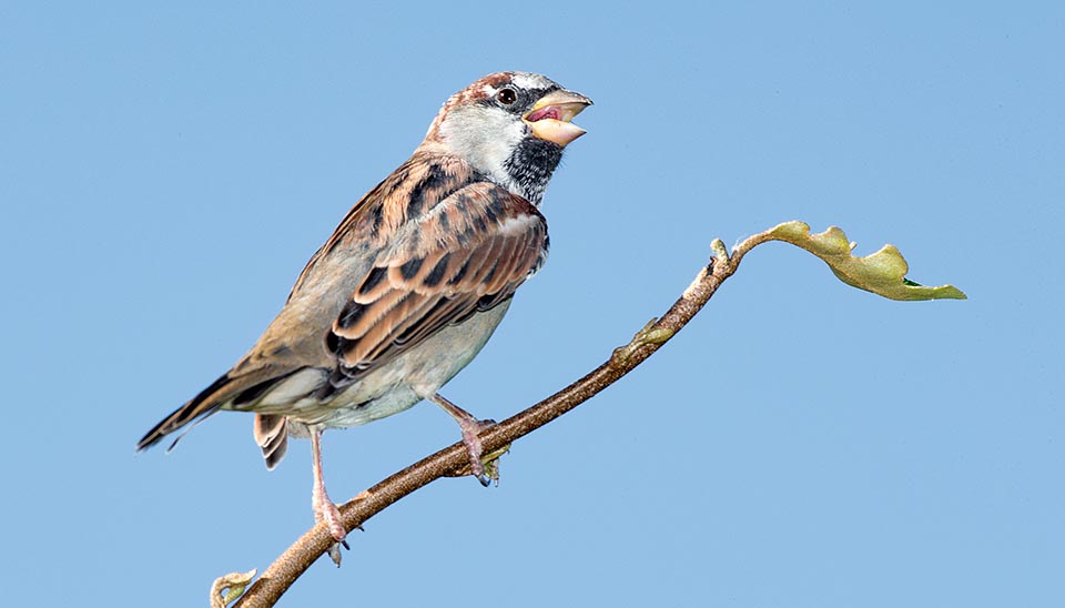 Passer domesticus mâle. Conséquence des activités agricoles humaines, cette espèce, originaire du Moyen-Orient et d'Europe est dorénavant quasi cosmopolite © Giuseppe Mazza