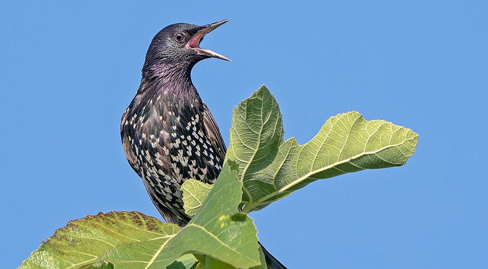 Voici le coupable. Sturnus vulgaris, destructeur de vergers et qui couvre les monuments, les autos et les rues citadines de déjections glissantes, vecteur d'infections © Gianfranco Colombo