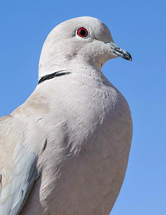 Voici le général Streptopelia decaocto, appelé sur le terrain Tourterelle turque © Giuseppe Mazza