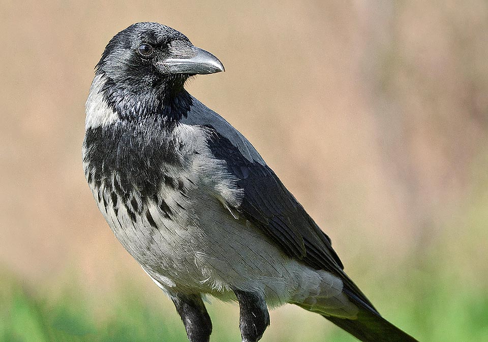 Presque un rapace, la Corneille mantelée (Corvus cornix) est un animal robuste et intelligent, avec un bec en forme de rostre fait pour lacérer et déchirer la chair de ses victimes © Gianfranco Colombo