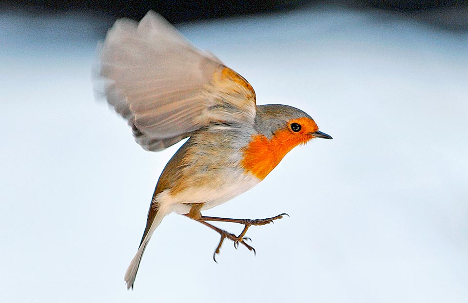 La faim chasse le loup hors du bois et l'hiver l' Erithacus rubecula descend dans les vallées ou à des latitudes avec un climat plus doux à la recherche de nourriture © Gianfranco Colombo