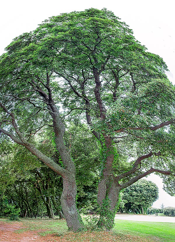 Quercus ilex centenaria. En su madurez este árbol siempreverde, que tolera con robustas y profundas raíces pivotantes los secos veranos mediterráneos, puede alcanzar los 30 m de altura © Giuseppe Mazza