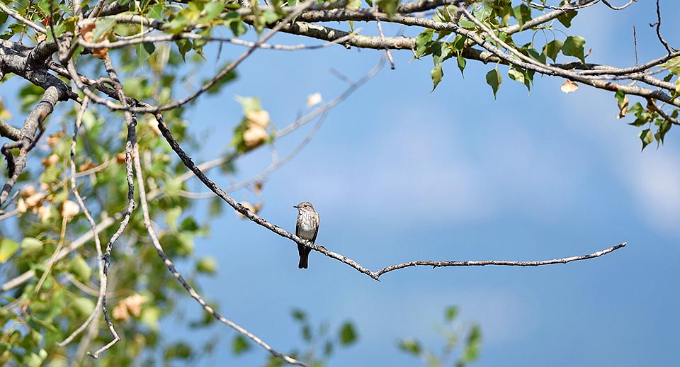 Muscicapa striata, Muscicapidae, Papamoscas gris