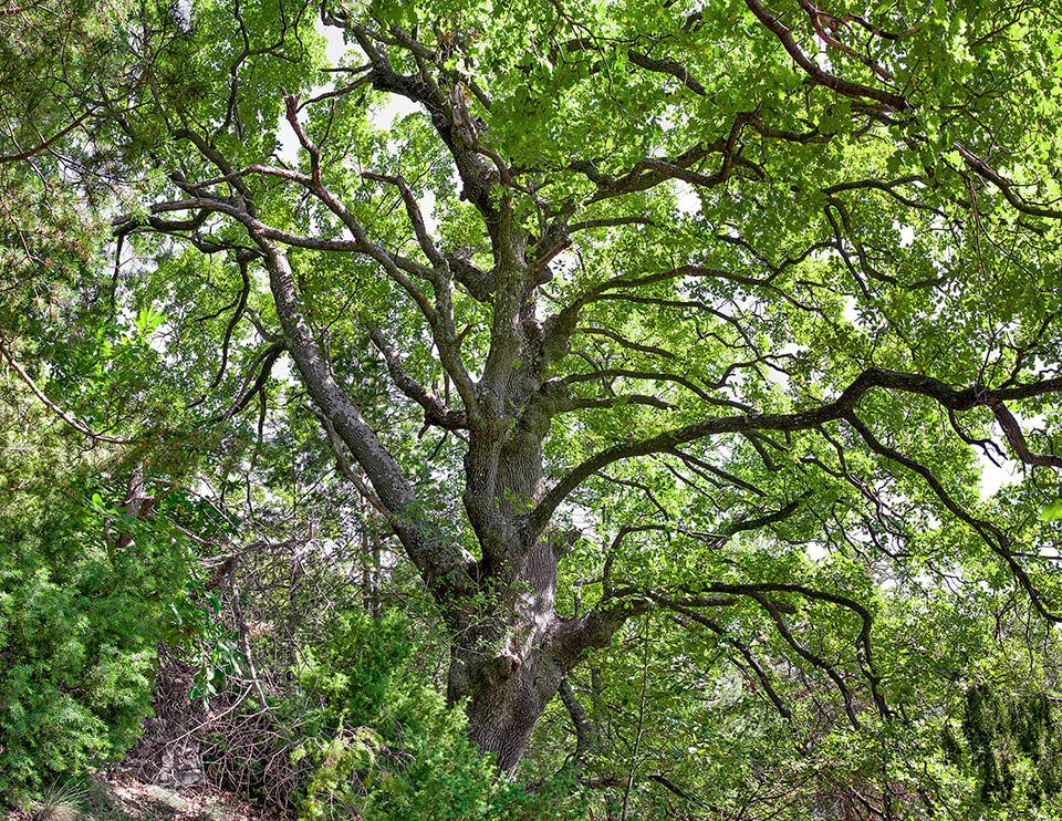 Quercus pubescens