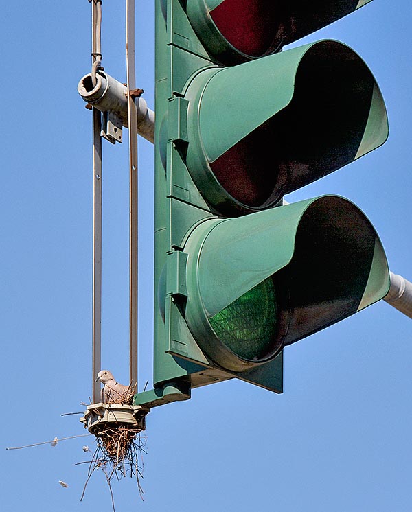 La tortora si riproduce anche tre volte all’anno, in qualunque stagione, talora dirigendo il traffico © Gianfranco Colombo
